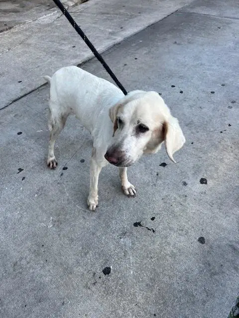 Lucky - Labrador Retriever