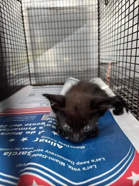 Shadow - Domestic Short Hair