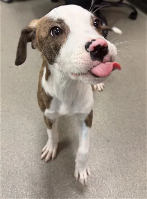 Zeus - American Pit Bull Terrier