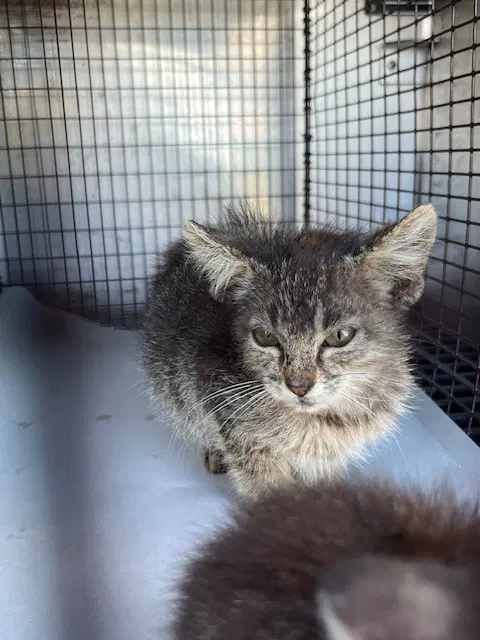 Milo - Domestic Short Hair