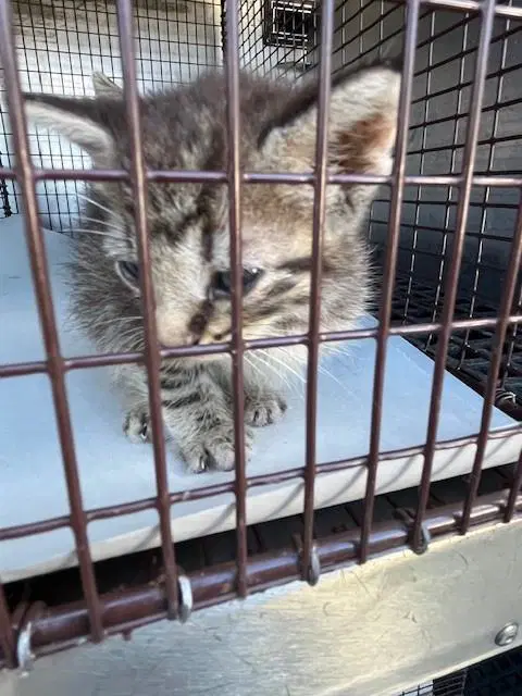 Kilo - Domestic Short Hair