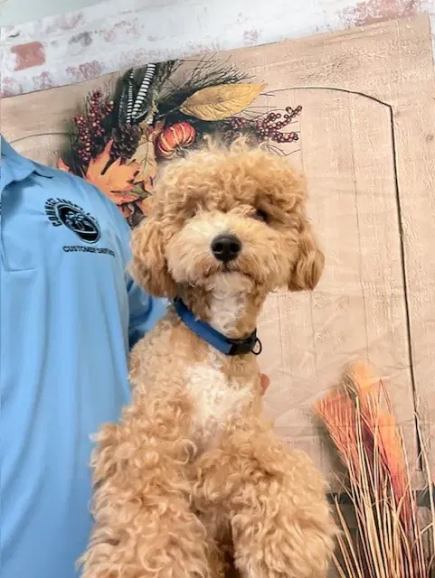 Motas - Poodle (Miniature)