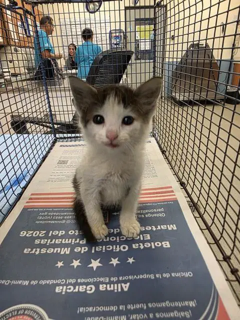Destiny - Domestic Short Hair