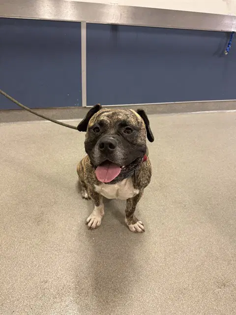 Vivo - American Bulldog