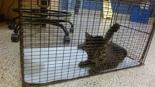 Silverado - Domestic Short Hair