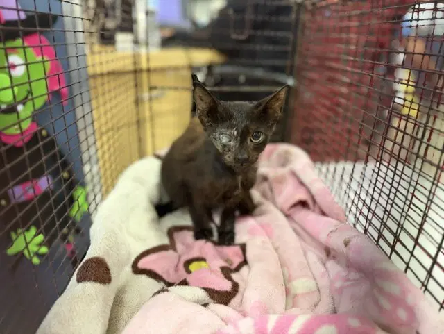 Gia - Domestic Short Hair