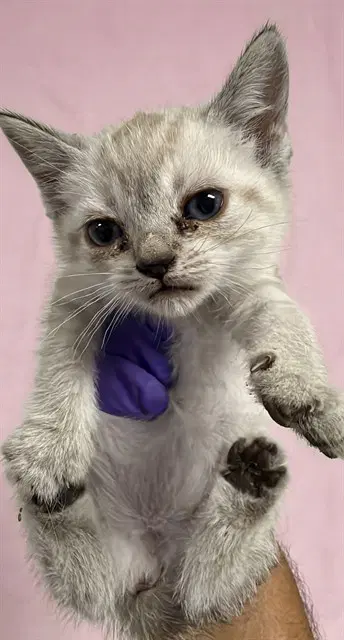 Mimi - Domestic Short Hair