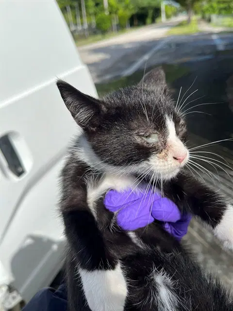 Oreo - Domestic Long Hair