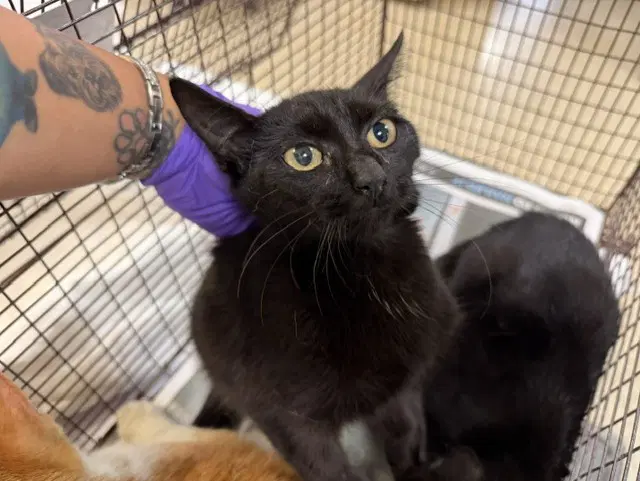 Allie - Domestic Short Hair