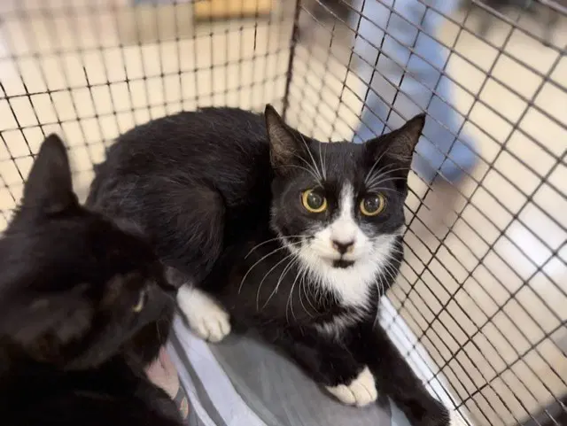 Aj - Domestic Short Hair