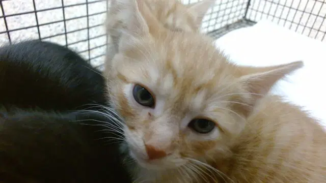 Tom - Domestic Short Hair