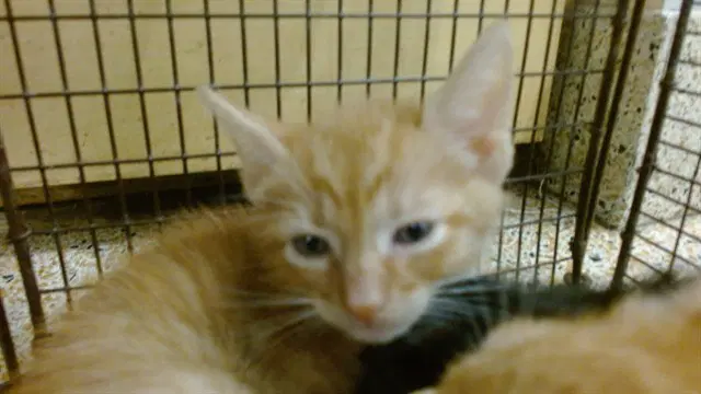 Swayze - Domestic Short Hair