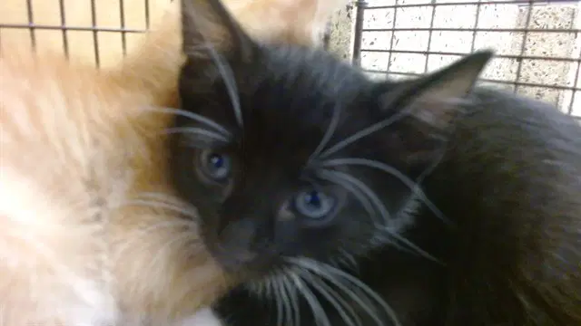 Patrick - Domestic Short Hair