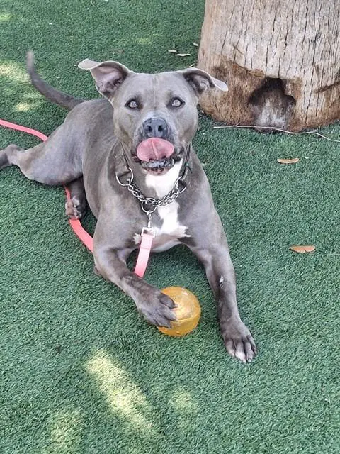 Peach - American Staffordshire Terrier