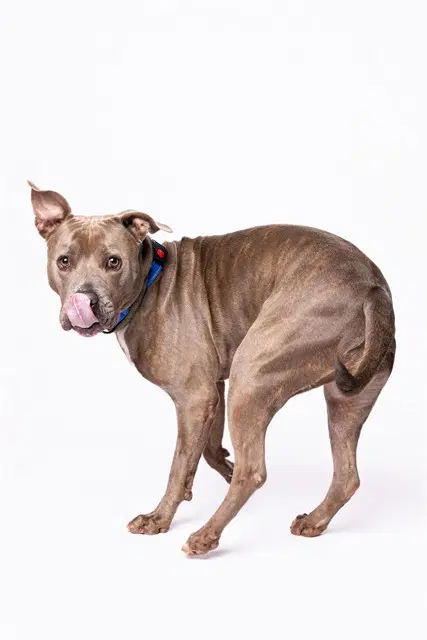 Peach - American Staffordshire Terrier
