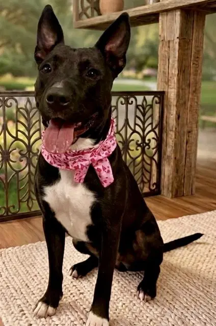 Kimmy Talks - Bull Terrier