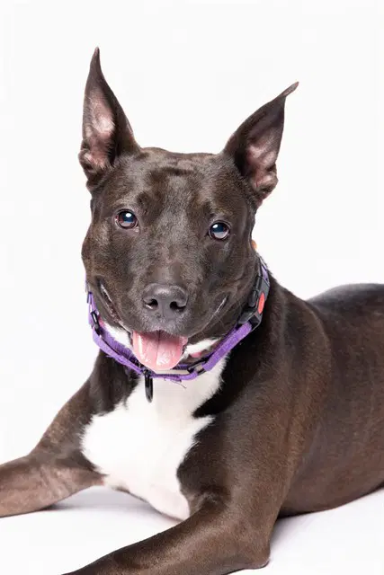 Kimmy Talks - Bull Terrier