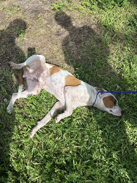 Gump - American Bulldog