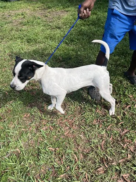Marvin - American Bulldog