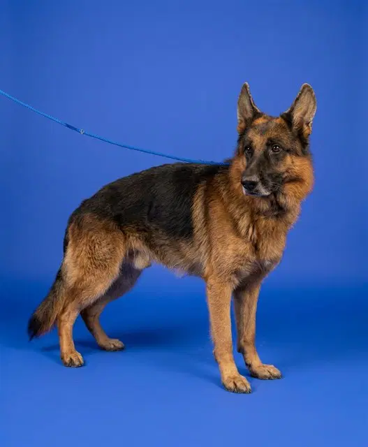 Cruiser - German Shepherd Dog