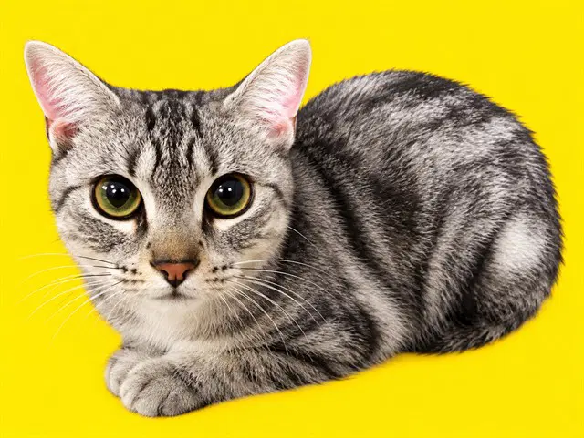 Bella - Domestic Short Hair
