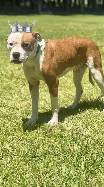 Prince Charming - Boxer