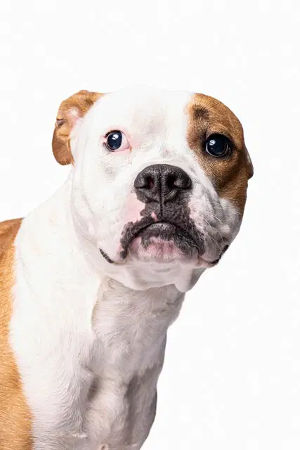 Prince Charming - Boxer