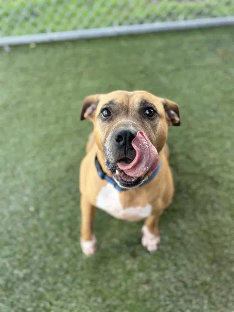 Nina - Black Mouth Cur