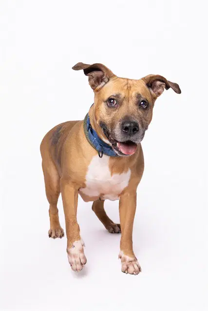 Nina - Black Mouth Cur