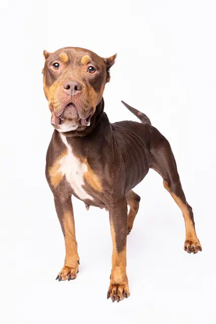 Serafina - American Bulldog