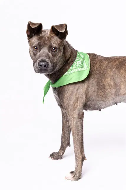 Kelly - American Staffordshire Terrier