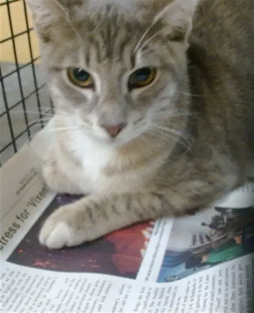 Pandora - Domestic Short Hair
