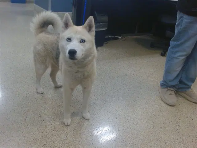 Sweetpea - Siberian Husky