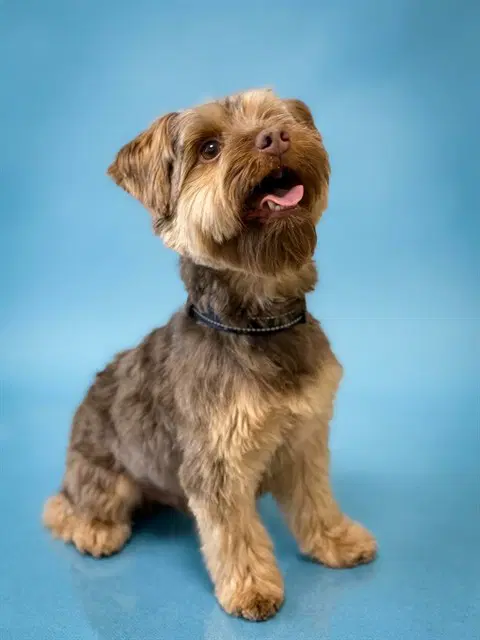 Rocky - Yorkshire Terrier Yorkie