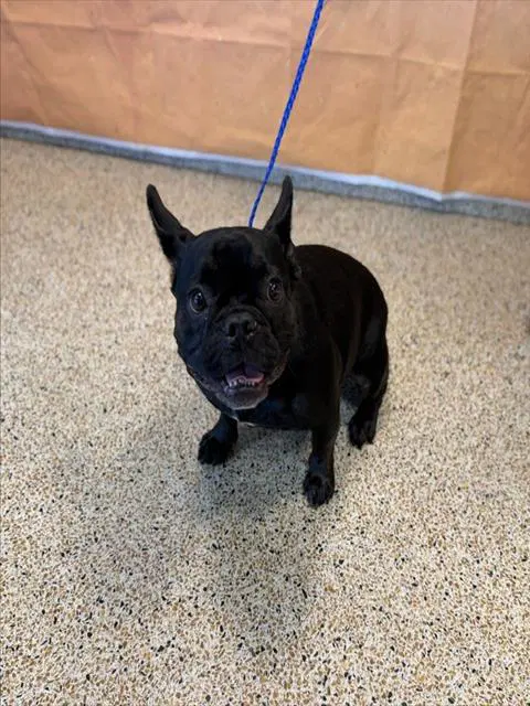 Jason - French Bulldog