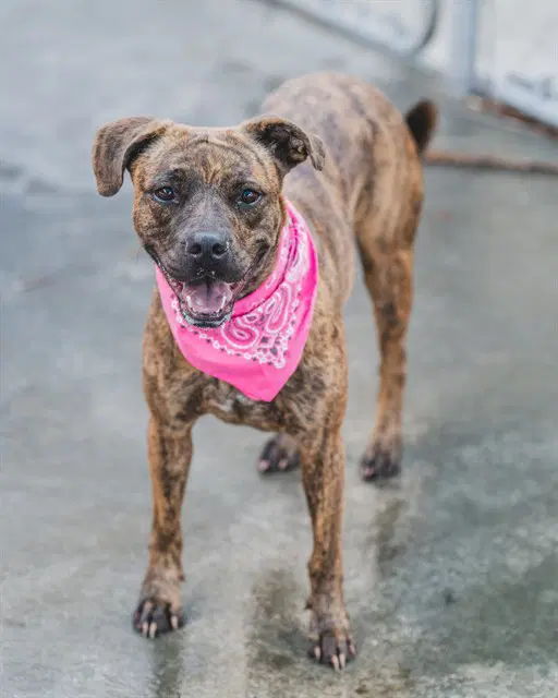 Genny - Boxer