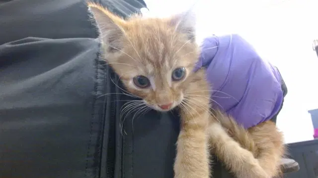 Hank - Domestic Short Hair