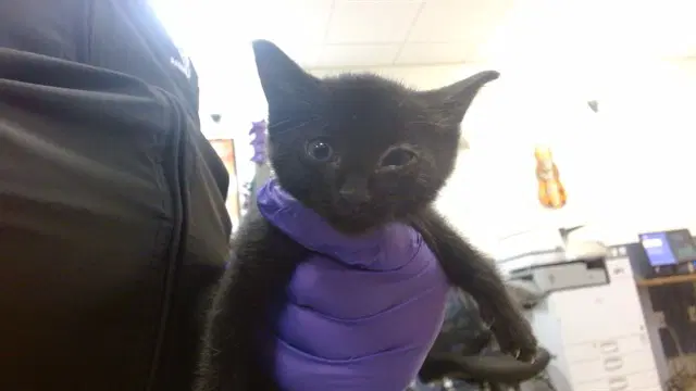 Kalisis - Domestic Short Hair