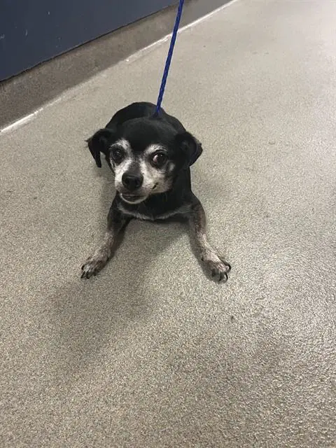 Blacky - Chihuahua