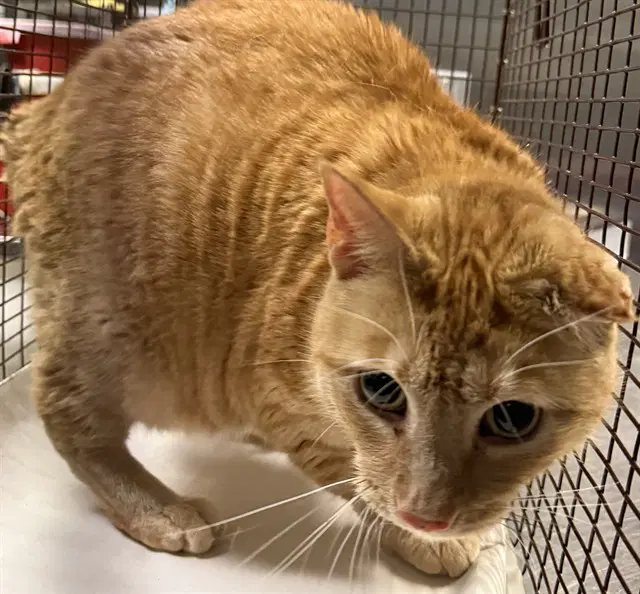 Millie - Domestic Short Hair
