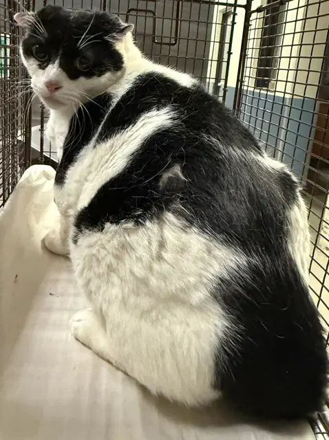 Zorro - Domestic Short Hair