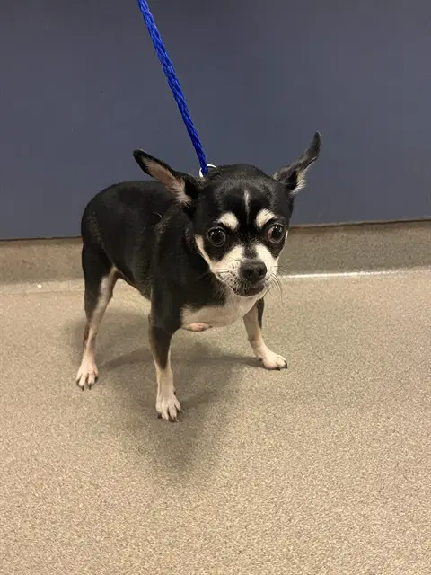 Tony - Chihuahua