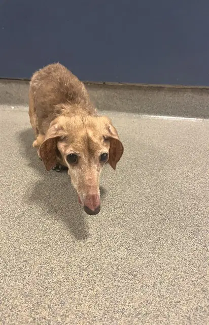 Nene - Dachshund