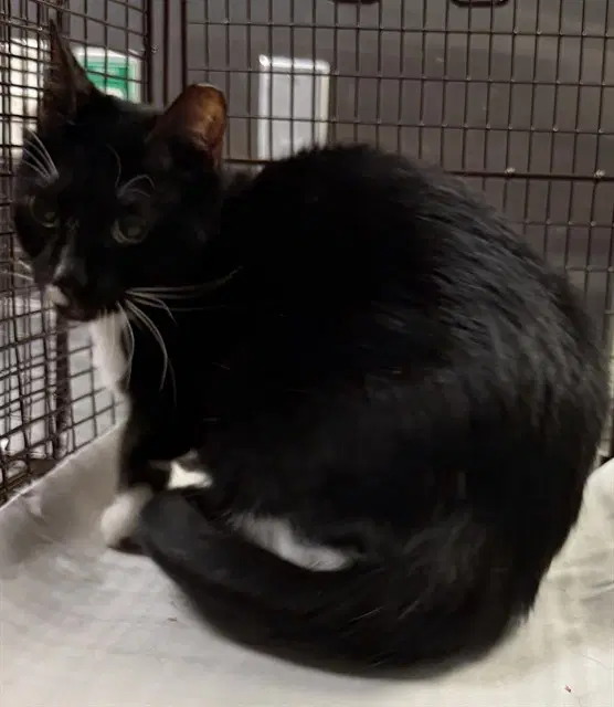 Star - Domestic Short Hair