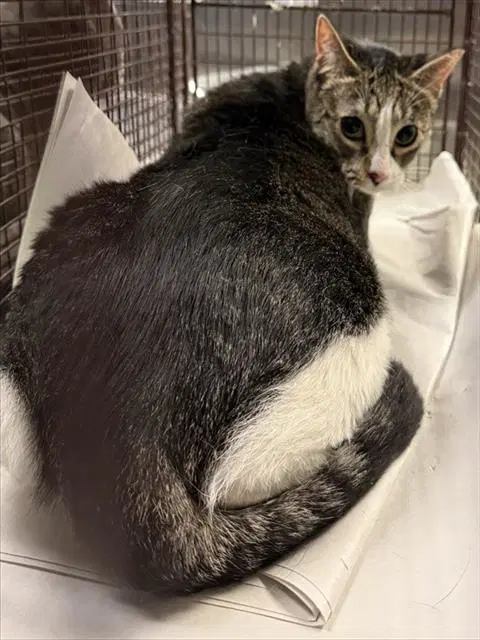 Sol - Domestic Short Hair
