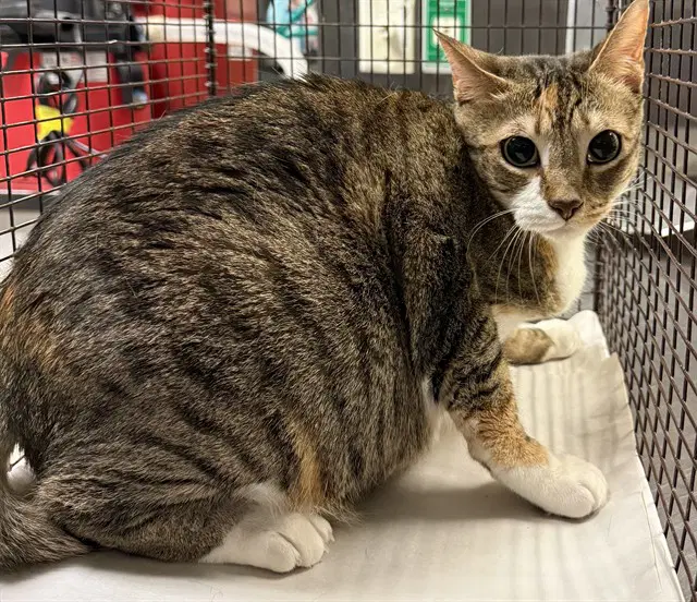 Sugar - Domestic Short Hair