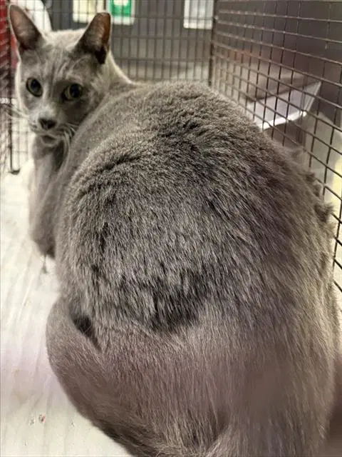 Angel - Domestic Short Hair