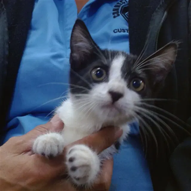 Sugar - Domestic Short Hair