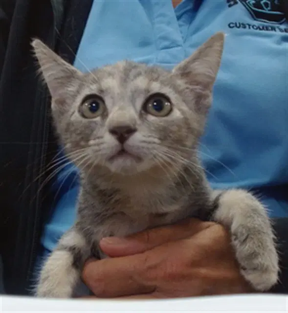 Gracie - Domestic Short Hair