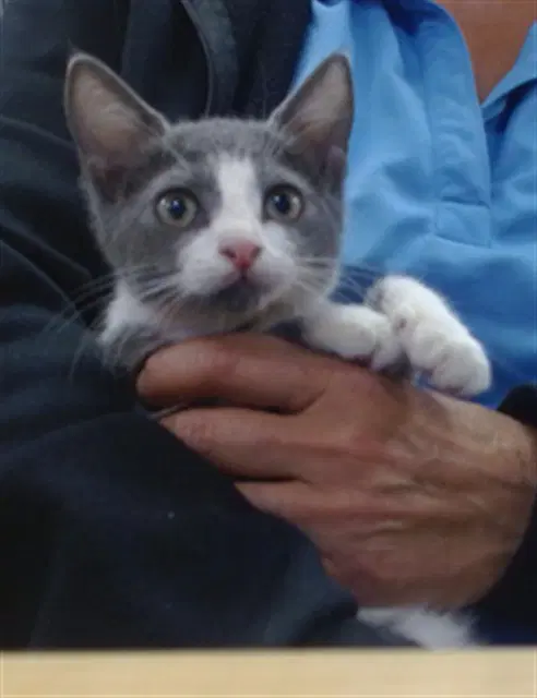 Maggie - Domestic Short Hair